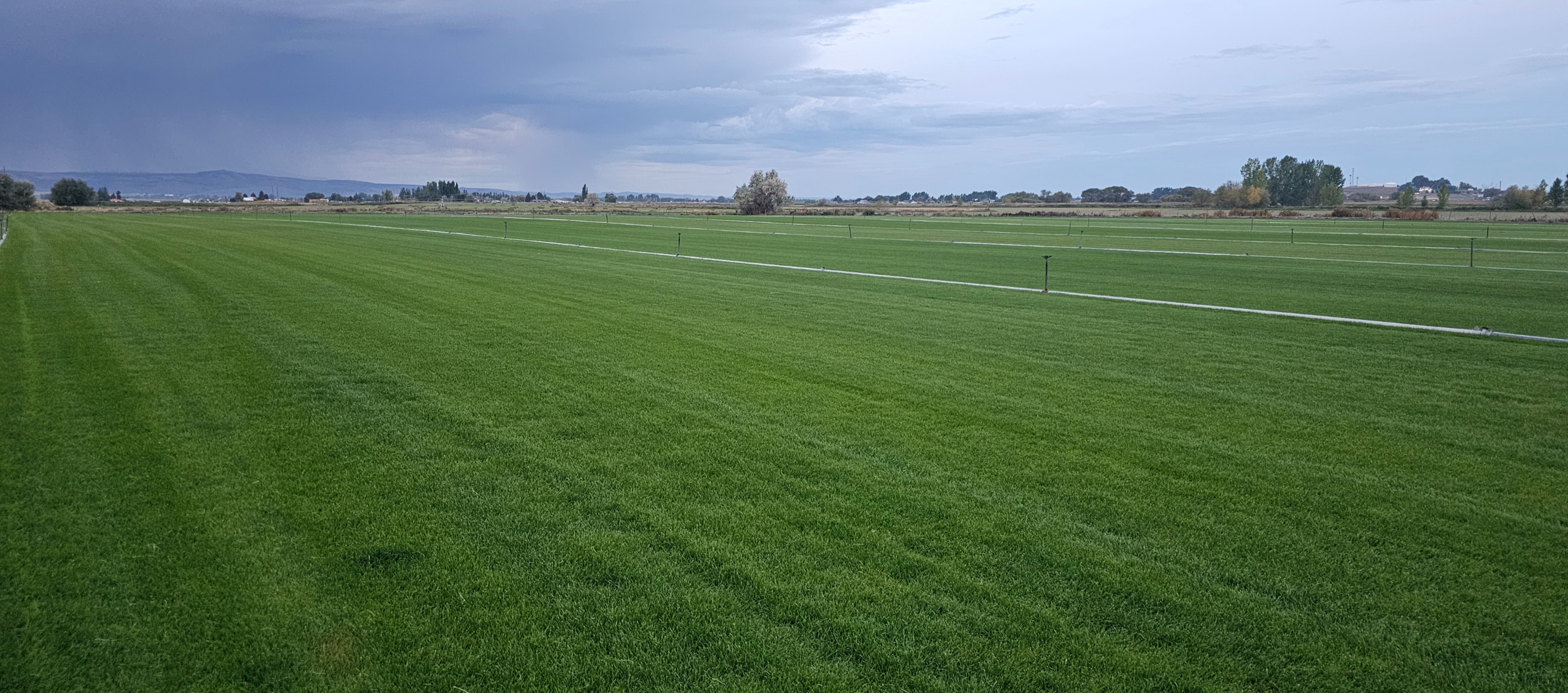 Open Kentucky Bluegrass field at Mountain River Sod farm in Idaho Falls, Idaho