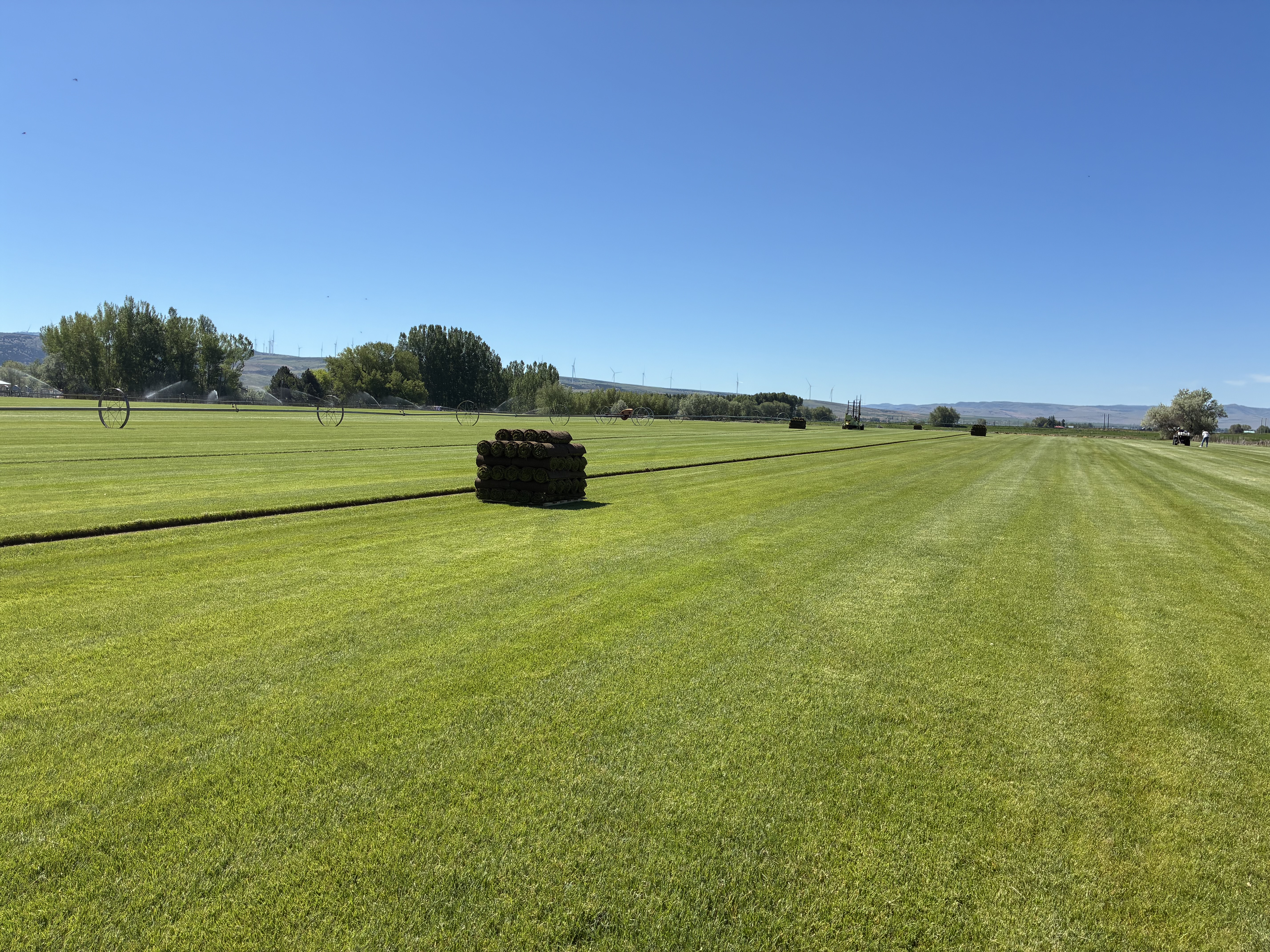Wide open Kentucky Bluegrass field with a pallet of fresh-cut sod, Mountain River Sod farm
