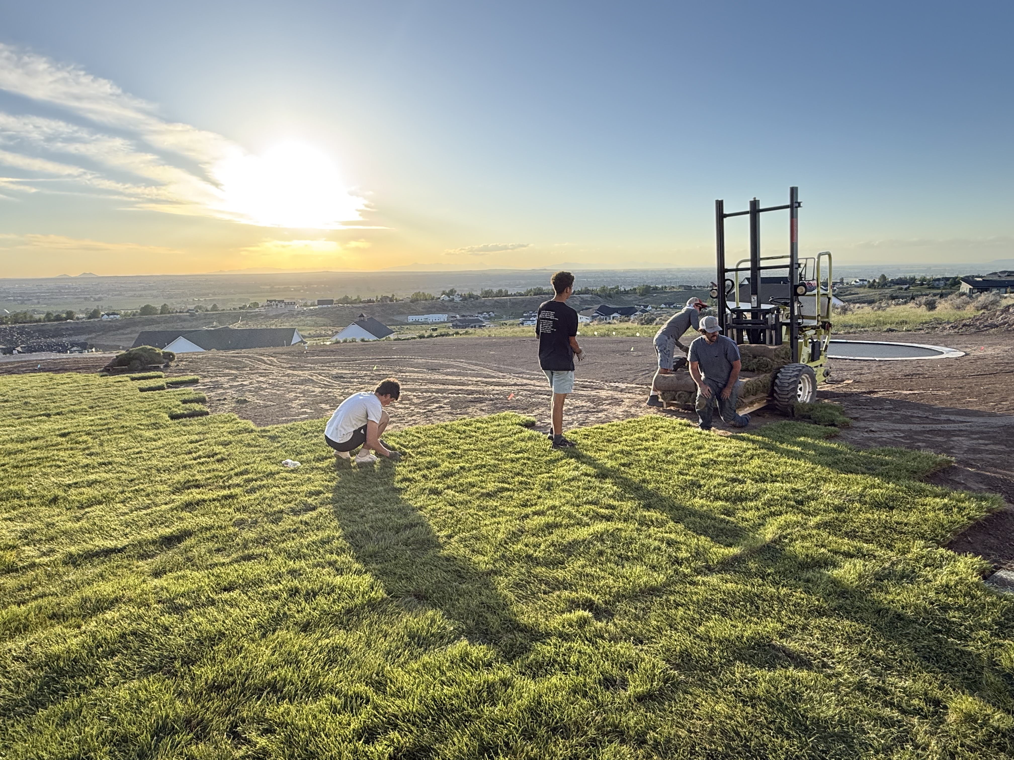 Fresh sod being watered at sunset after installation