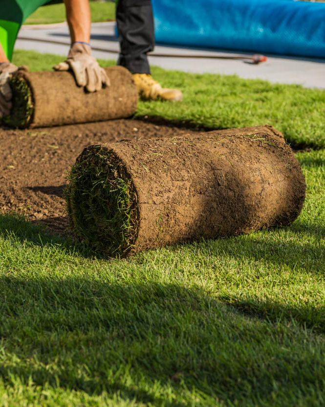 Close-up of dense Kentucky Bluegrass blade texture