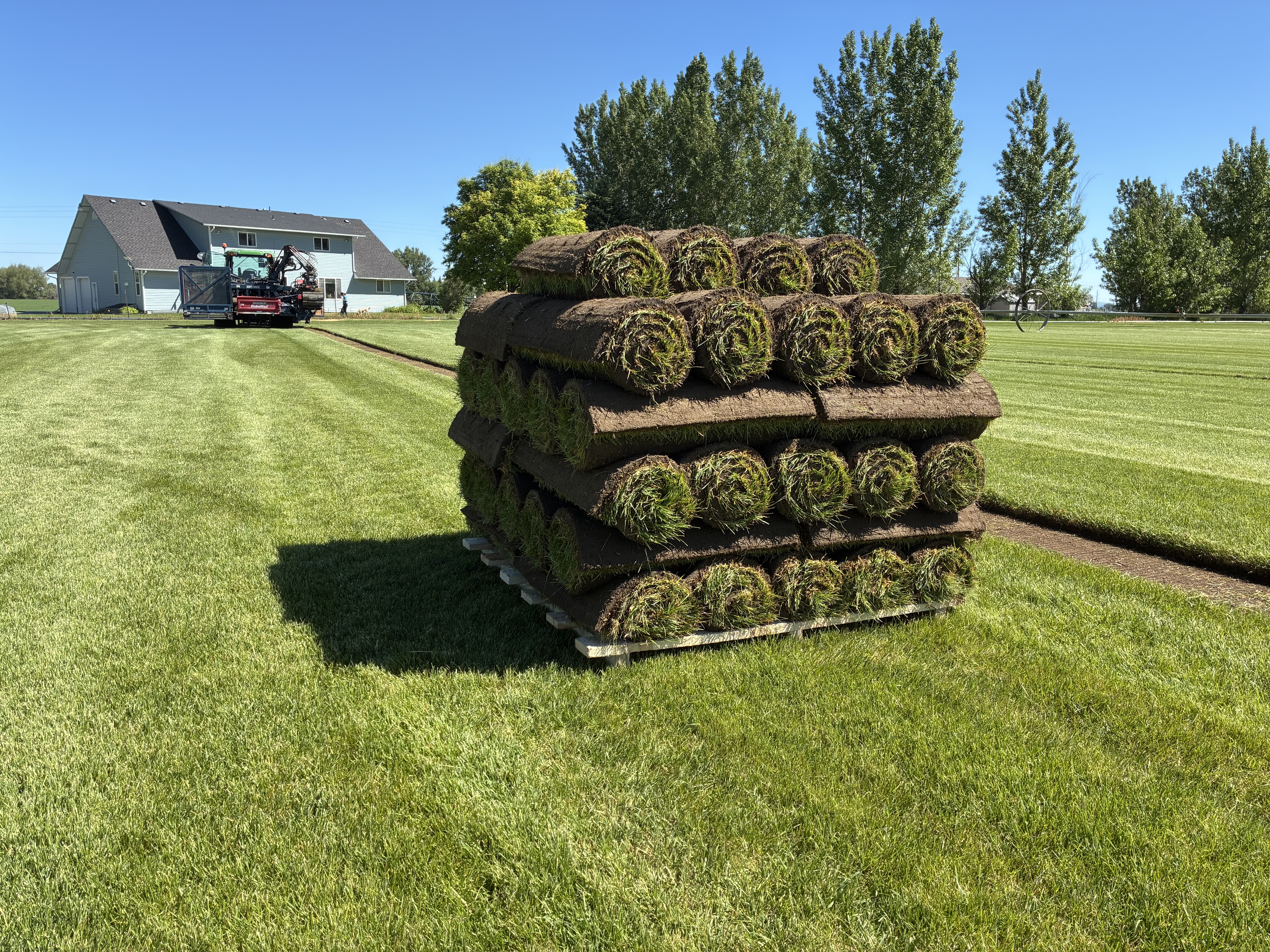 Pallet of freshly cut Kentucky Bluegrass sod at the farm