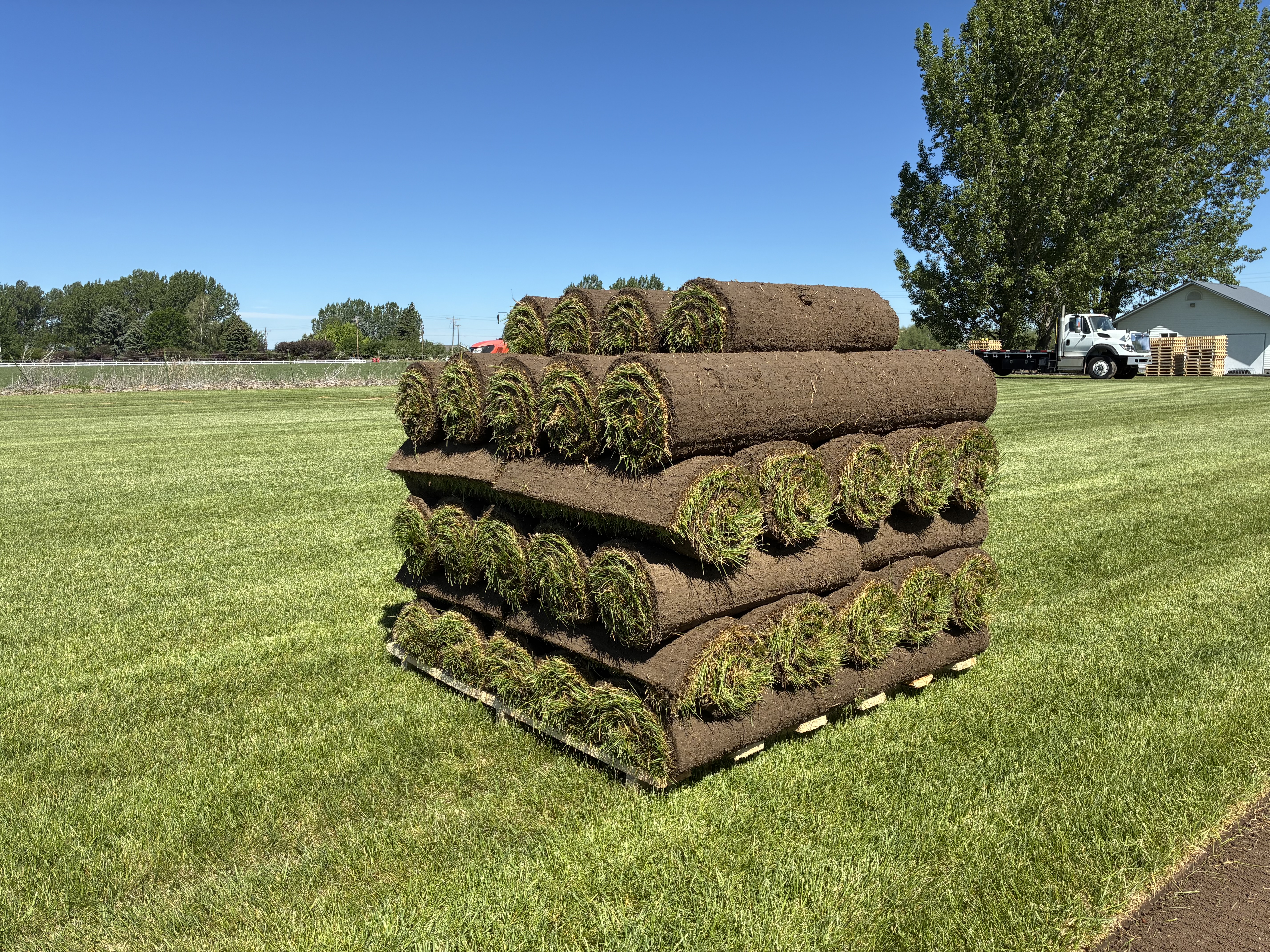Pallet of fresh Kentucky Bluegrass sod for Rexburg delivery